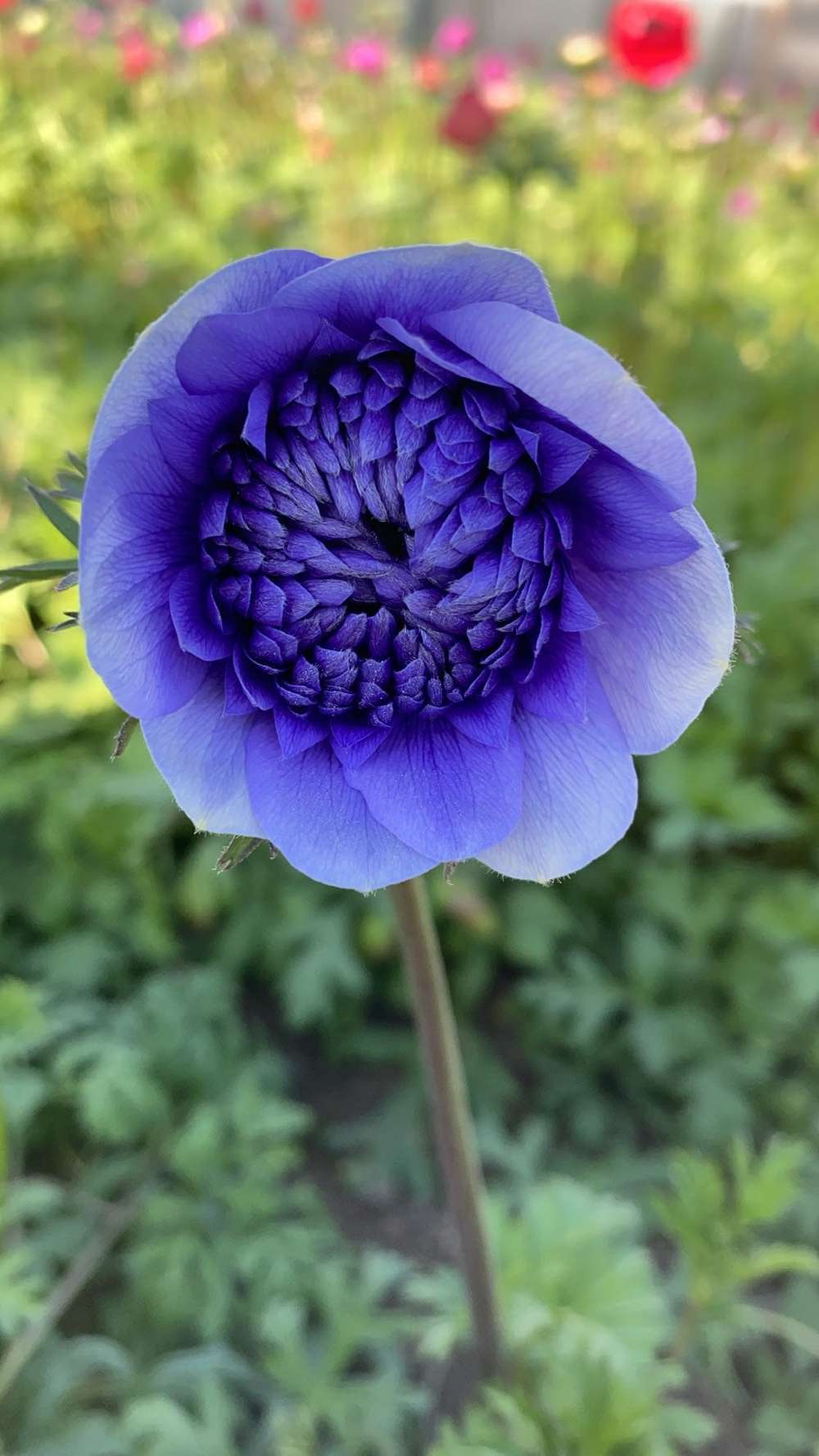 Anemone 'Fullstar Blue'